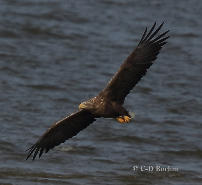 06 Seeadler  ad 15.09.2018 m.K