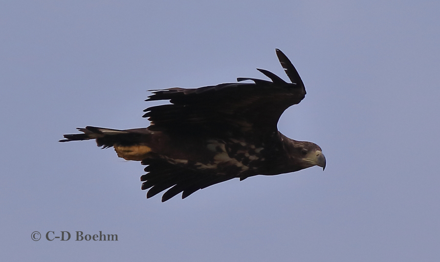07 Seeadler  ad 15.09.2018 m.K
