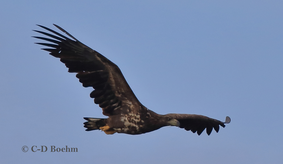 08 Seeadler  ad 15.09.2018 m.K