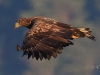 01 Seeadler 15.09.2018 m.K