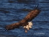 03 Seeadler  ad 15.09.2018 m.K