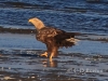 04 Seeadler  ad 15.09.2018  m.K