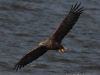 06 Seeadler  ad 15.09.2018 m.K