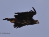 07 Seeadler  ad 15.09.2018 m.K