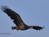 08 Seeadler  ad 15.09.2018 m.K