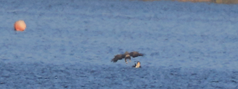 01 Seeadler m. Nilgans 29.09.2018