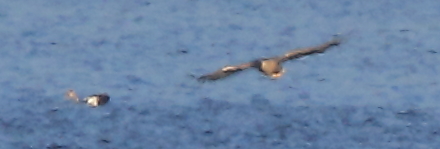 02 Seeadler m. Nilgans 29.09.2018
