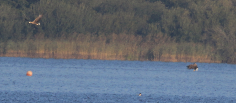 03 Seeadler m. Nilgans 29.09.2018