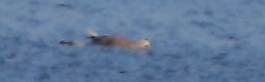 04 Seeadler m. Nilgans 29.09.2018