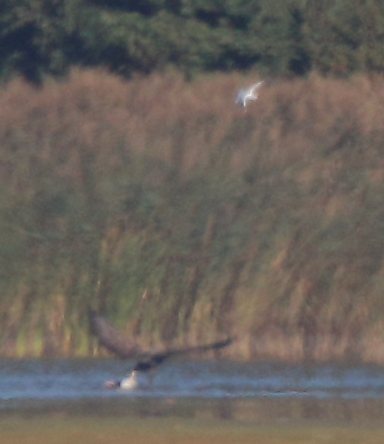 05 Seeadler m. Nilgans 29.09.2018