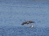 01 Seeadler m. Nilgans 29.09.2018