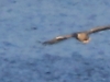 02 Seeadler m. Nilgans 29.09.2018