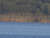03 Seeadler m. Nilgans 29.09.2018