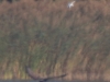 05 Seeadler m. Nilgans 29.09.2018