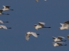 06 Silberreiher  29.09.2018