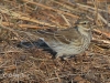 05 Bergpieper 15.10.2018 m.K