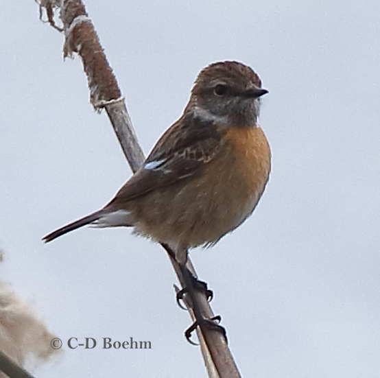 01 Schwarzkehlchen 1er W. 31.03.2019 m.K
