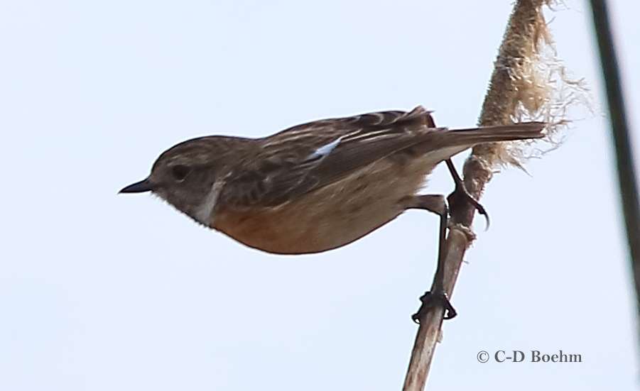 02 Schwarzkehlchen 1er W. 31.03.2019 m.K