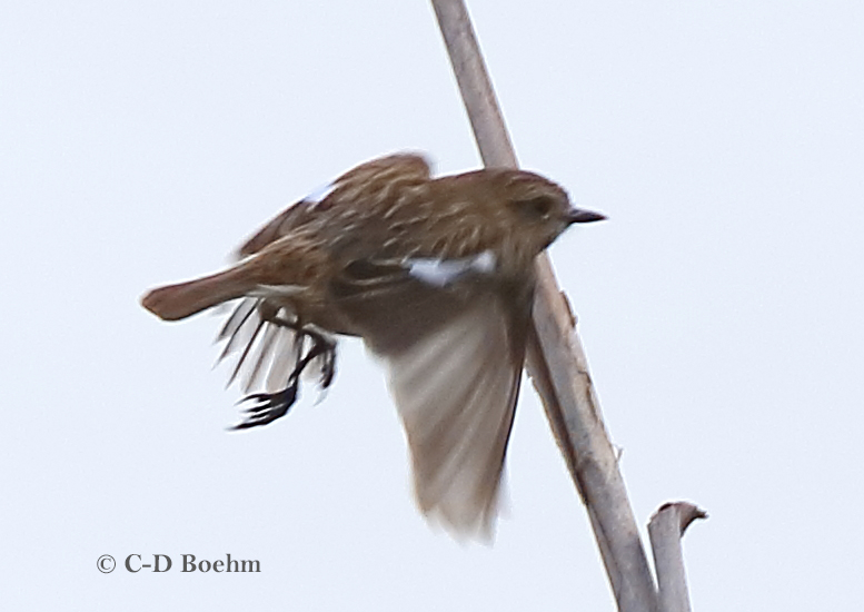 03 Schwarzkehlchen 1er W. 31.03.2019 m.K