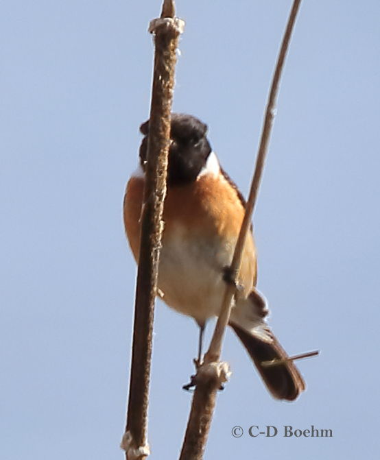 04 Schwarzkehlchen  m. PK 31.03.2019 m.K