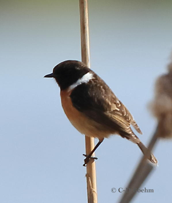 05 Schwarzkehlchen  m. PK 31.03.2019 m.K