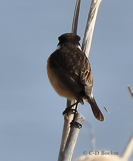 06 Schwarzkehlchen  m. PK 31.03.2019 m.K