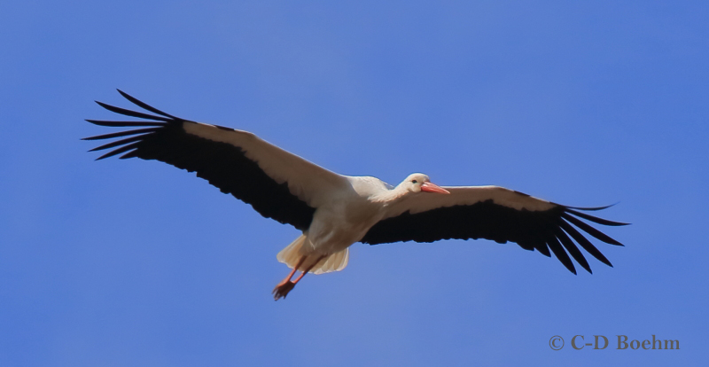07 Weißstorch  31.03.2019 m.K