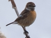01 Schwarzkehlchen 1er W. 31.03.2019 m.K