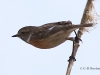 02 Schwarzkehlchen 1er W. 31.03.2019 m.K