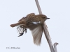 03 Schwarzkehlchen 1er W. 31.03.2019 m.K