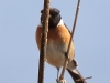 04 Schwarzkehlchen  m. PK 31.03.2019 m.K
