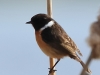 05 Schwarzkehlchen  m. PK 31.03.2019 m.K