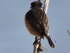06 Schwarzkehlchen  m. PK 31.03.2019 m.K