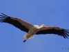 07 Weißstorch  31.03.2019 m.K