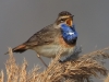 02 Blaukehlchen  08.04.2019 m.K