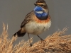03 Blaukehlchen  08.04.2019 m.K