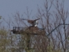 03 Fischadler vom Horst 2 18.04.2019 m.K