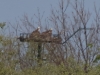 04 Fischadler vom Horst 2 18.04.2019 m.K