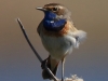 06 Blaukehlchen 18.04.2019 m.K
