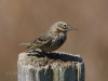 07 Wiesenpieper 18.04.2019 m.K
