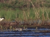 01 Saebelschnaebler 21.04.2019 m.K