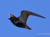 02 Goldregenpfeifer 21.04.2019 m.K