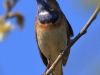 08 Blaukehlchen  21.04.2019 m.K