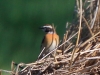 02 Braunkehlchen m. 25.04.2019 m.K