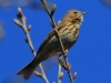 04 Baumpieper. 25.04.2019 m.K