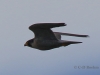 06 Wanderfalke  25.04.2019 m.K