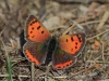 08 Kleiner Feuerfalter  25.04.2019 m.K
