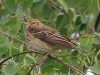 04 Baumpieper 30.04.2019 m.K