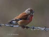 05 Bluthänfling 30.04.2019 m.K
