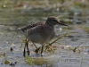 07 Bruchwasserläufer  30.04.2019 m.K